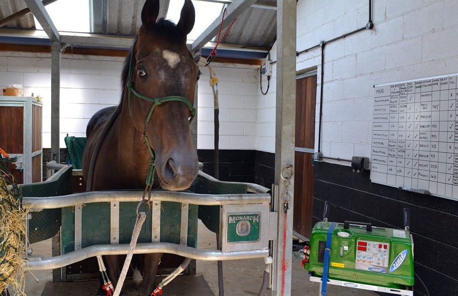 A horse standing in a stable in stocks